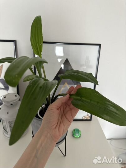 Комнатные цветы Есть разные Дримиопсис пятнистый