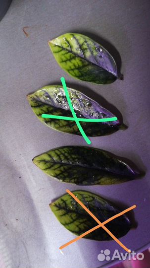 Замиокулькас Big Round leaf Black, Round leaf