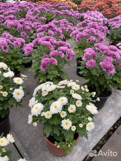 Хризантема мультифлора d12