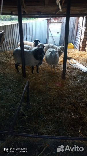 Овцы бараны