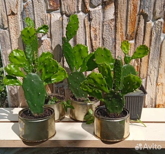 Кактусы и суккуленты