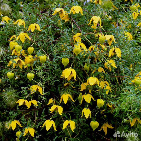 Саженцы лимонника, гортензий, клематисов