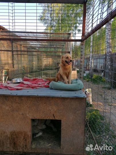 Маленькая собачка в добрую семью