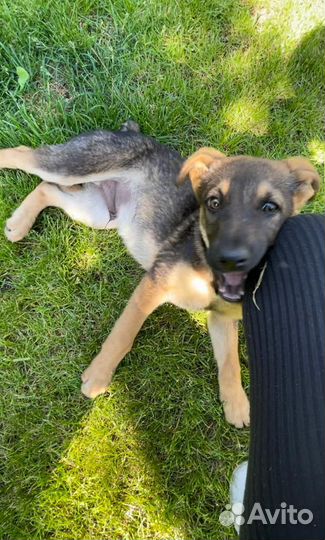 Отдам бесплатно щенок