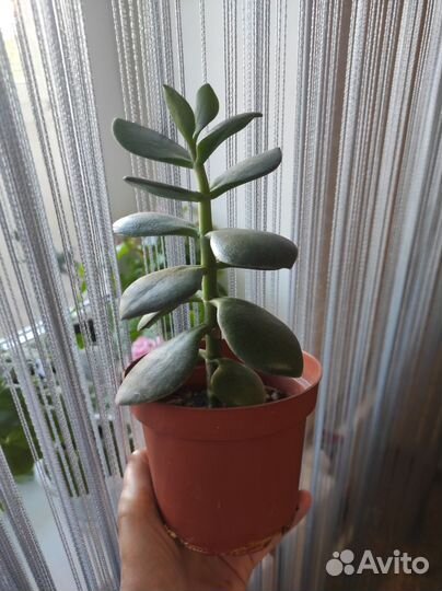 Толстянка цветок комнатный