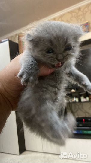 Котятя вислоухие метисы