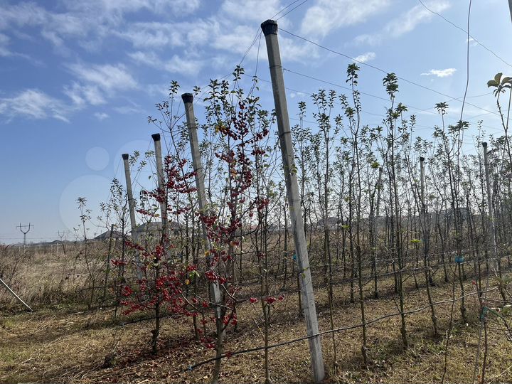 Участок 15 сот. (ИЖС)