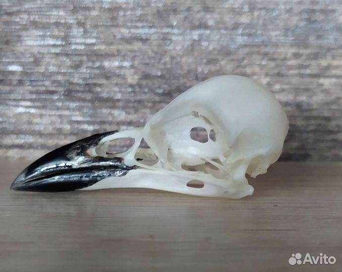 Череп галки