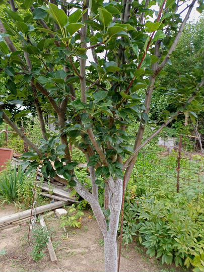 Дача 20 м² на участке 8 сот.