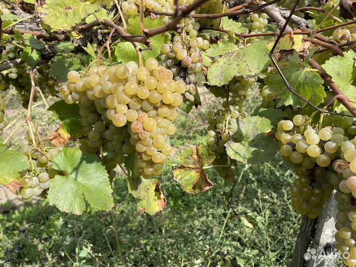 Виноград на вино молдова, первенец магарача