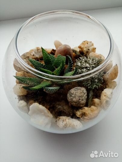 Комнатные цветы