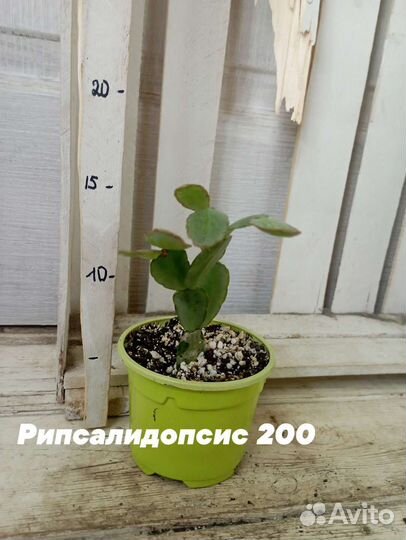 Комнатные цветы растение рипсалидопсис