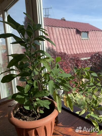 Цветы комнатные