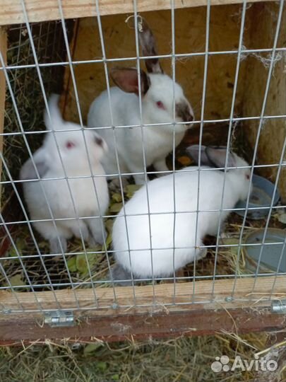 Калифорнийские кролики