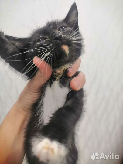 Котенок мальчик