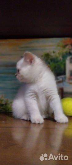 Детки плюшки