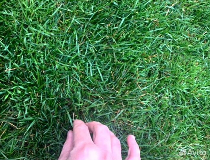 Рулонный газон 