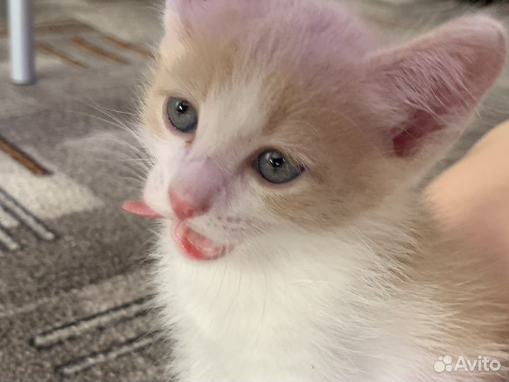 Котенок мальчик в добрые руки