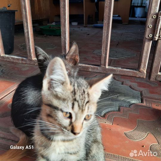 Кошка в дар