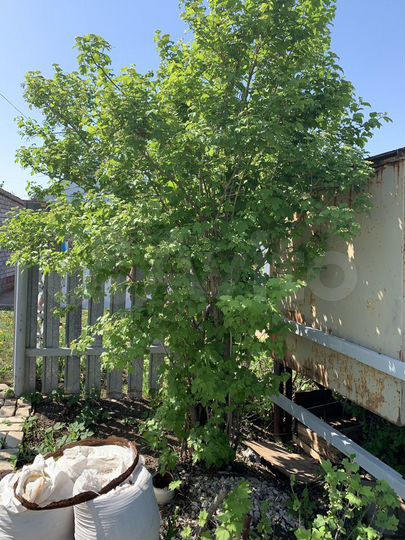 Дача 20 м² на участке 6 сот.