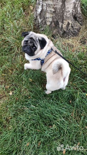 Мопс вязка мальчик