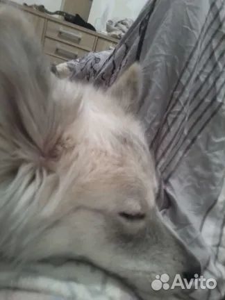 Отдам хорошую собаку в добрые руки