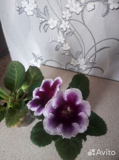 Продам глоксинии