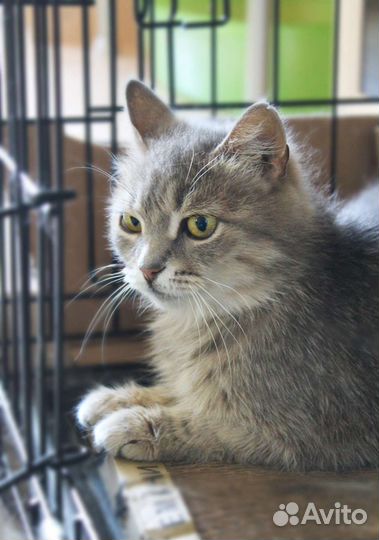 Нежная кошечка ждёт хозяев