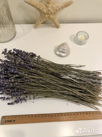 Лаванда сухоцвет