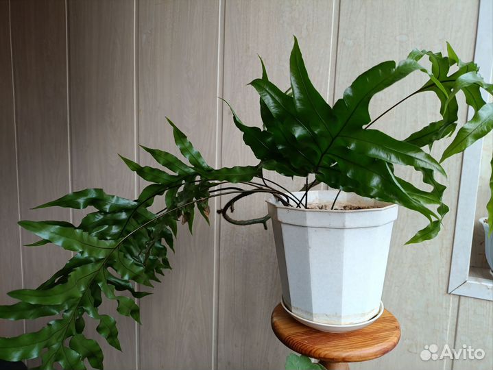 Папоротник Флебодиум