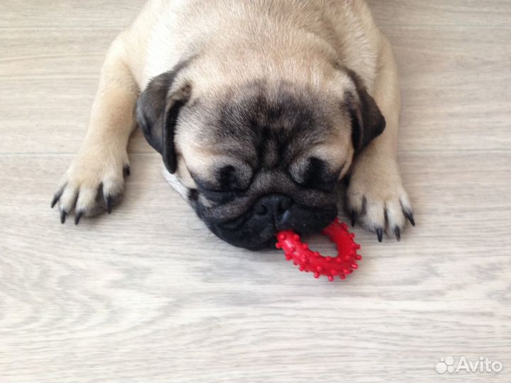 Передержка животных/догситтер