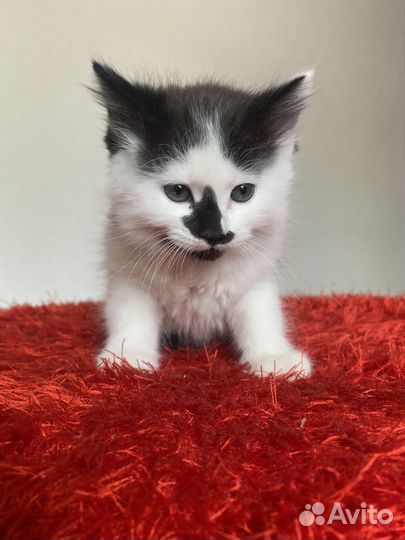 Котята бесплатно в добрые руки