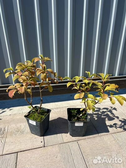 Калина боднатенская Dawn