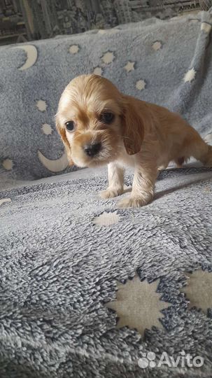 Кокер спаниель