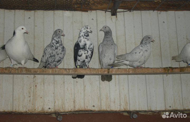 Бакинские бойные голуби