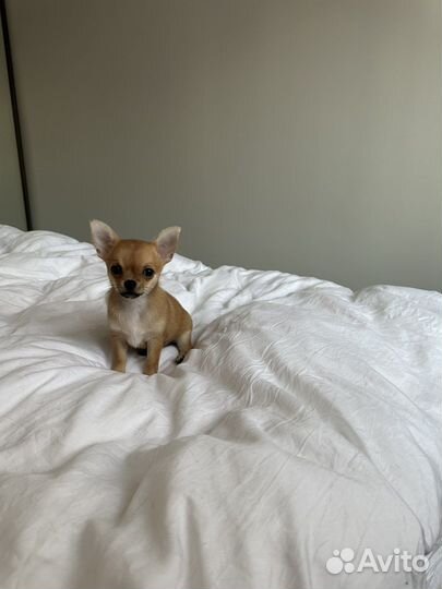 Щенки чихуахуа мини