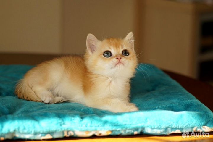 Каспер- солнечный малыш