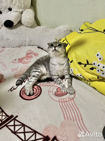 Отдам кошку в добрые руки