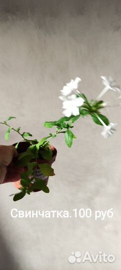 Цветущие.Лантана.Свинчатка.Абутилон