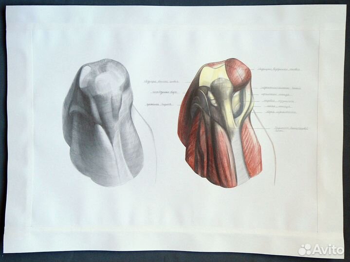 Академический рисунок, мышцы - копии Баммес