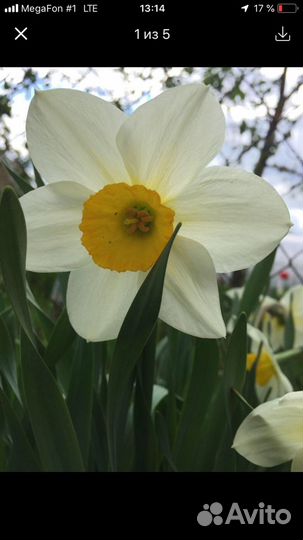 Нарциссы