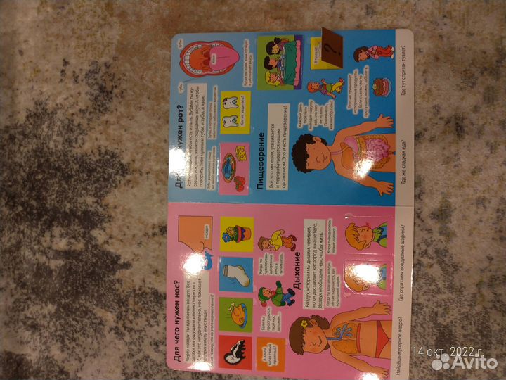 Энциклопедия. Тело человека. Книга с окошками