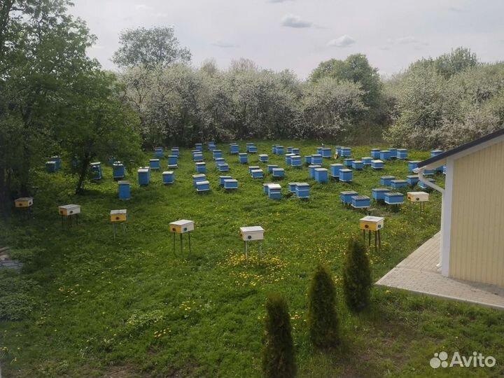 Пчеломатки Карника 2023