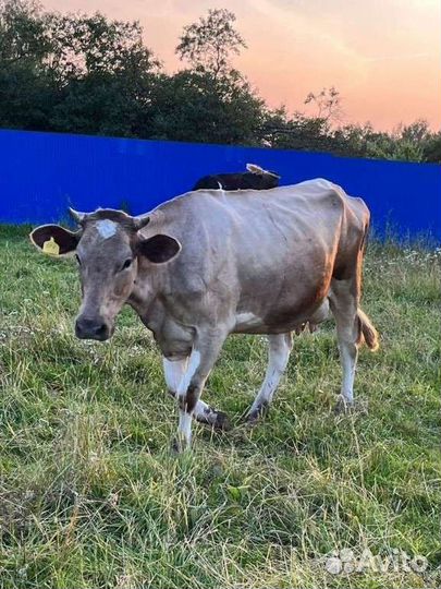 Коровы дойные