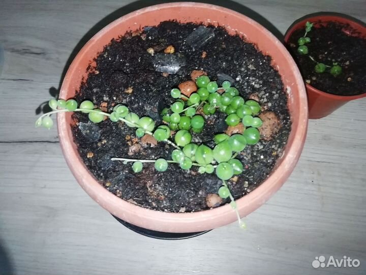 Крестовник роули