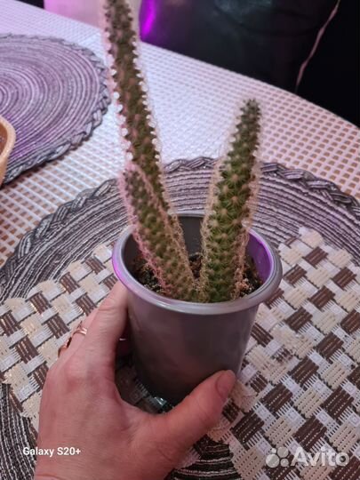 Белопероне, фуксии, сингониум