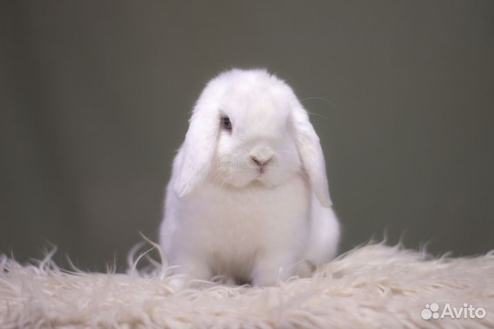 Байкал, минилоп, белый голубоглазый, мальчик