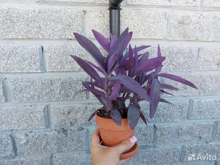 Традесканция