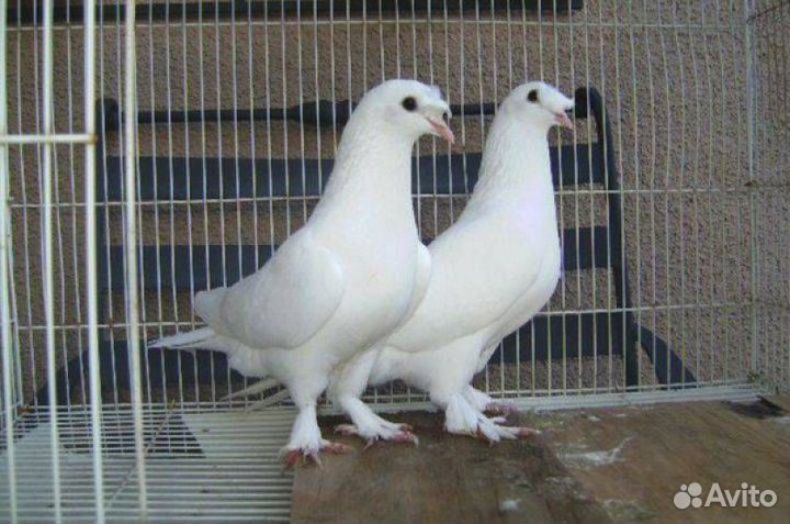 Голуби