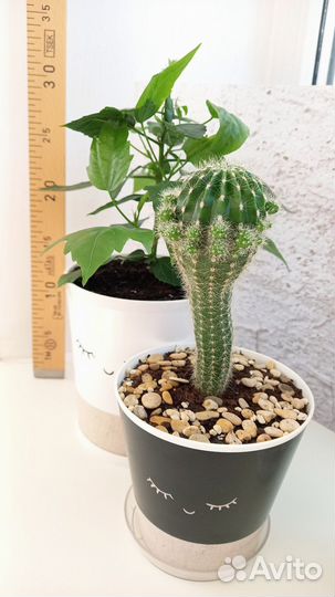 Гибискус и Кактус